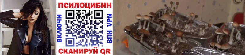 Купить  Новодвинск  Галлюциногенные грибы прущие грибы 